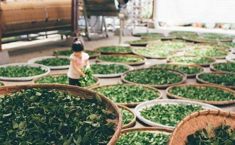 茶叶公司起名大全集 茶叶公司起名大全集
